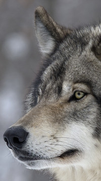 Profil szarego wilka