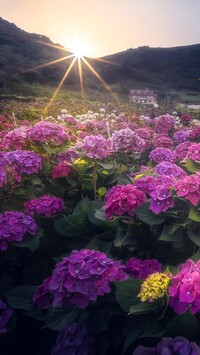 Promienie słońca padające na kwiaty hortensji