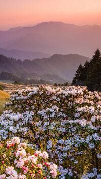 Rododendrony w górach