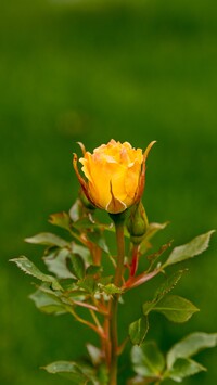 Rozkwitająca herbaciana róża
