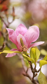 Rozkwitająca różowa magnolia