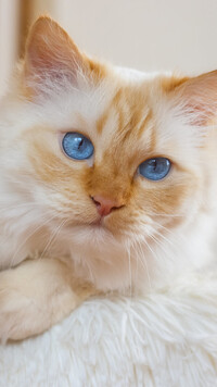 Rudawy niebieskooki kot na kocu