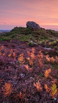 Skała i paprocie na wrzosowisku