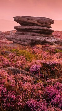 Skała na wrzosowisku w Parku Narodowym Peak District w Anglii