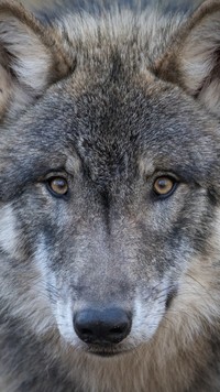 Spojrzenie szarego wilka