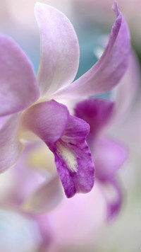 Storczyk zwany orchideą