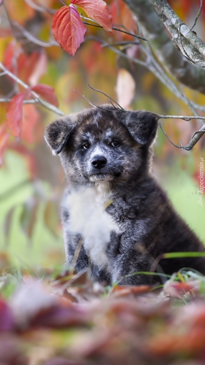 Akita inu w jesiennych liściach