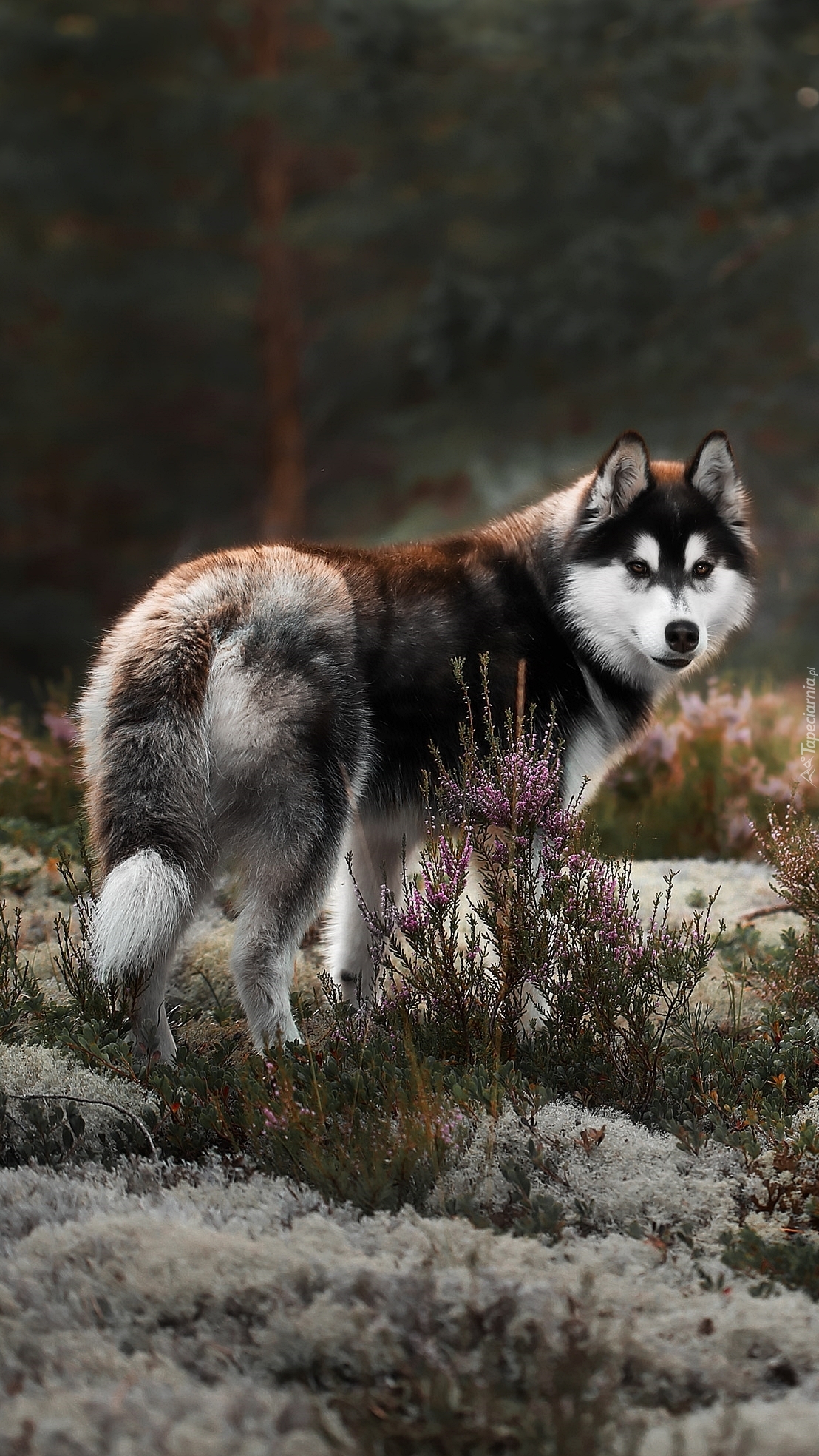 Alaskan malamute