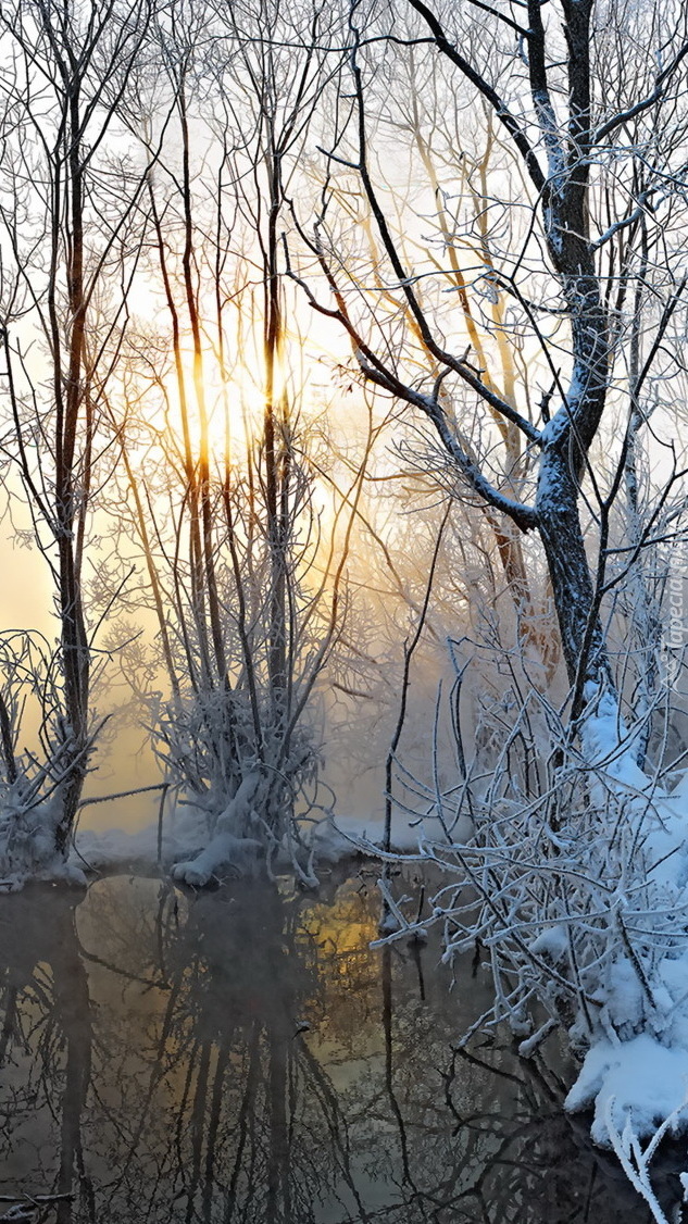 Bagno i drzewa w zimowej scenerii
