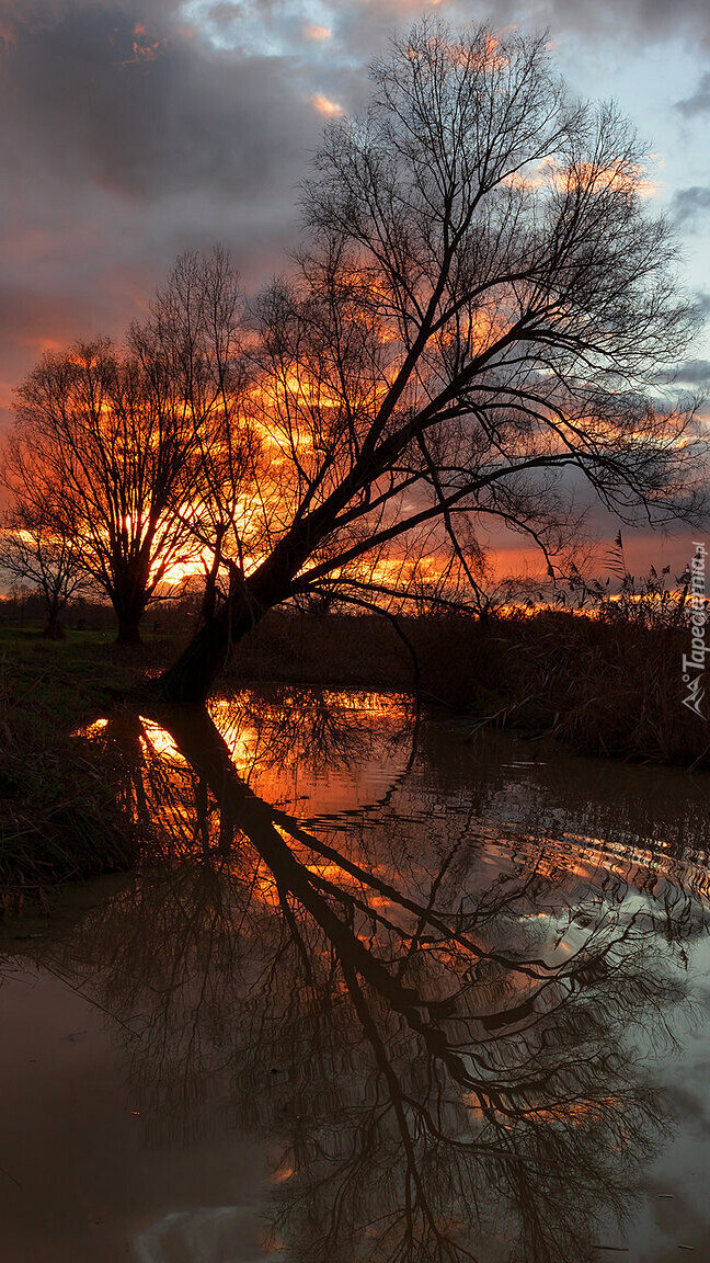 Bezlistne drzewo pochylone nad rzeką o zachodzie słońca