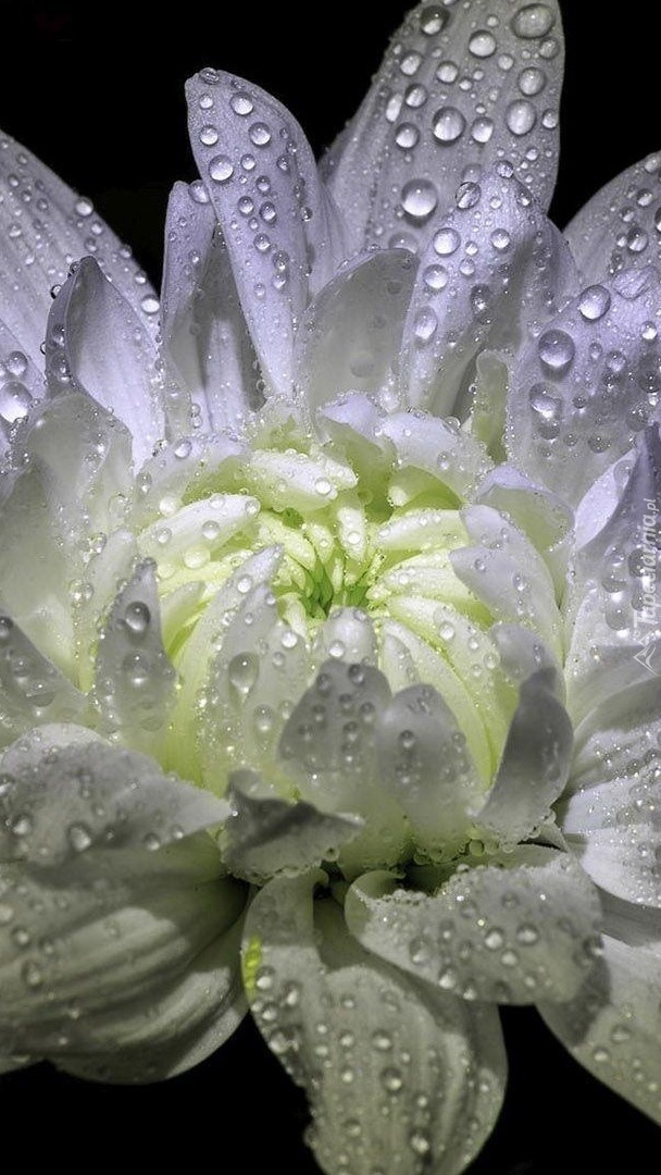 Biała chryzantema w kroplach deszczu