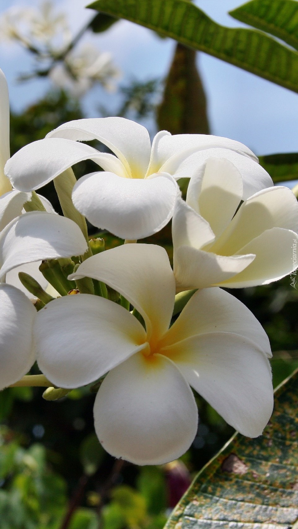 Biała plumeria