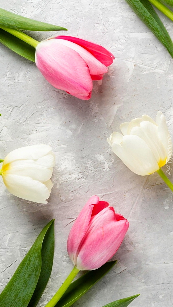Białe i różowe tulipany