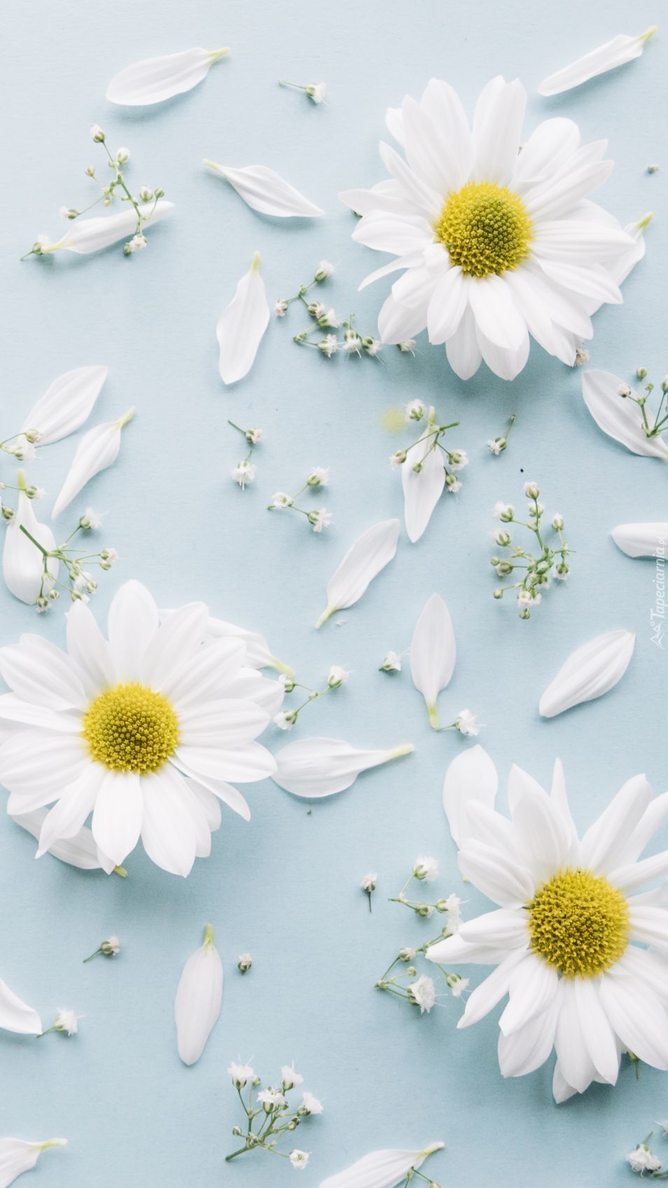 Białe kwiatki na błękitnym tle