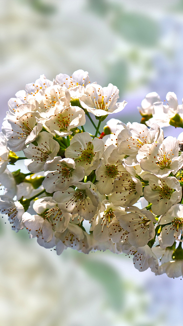 Białe kwiaty drzewa owocowego w 2D