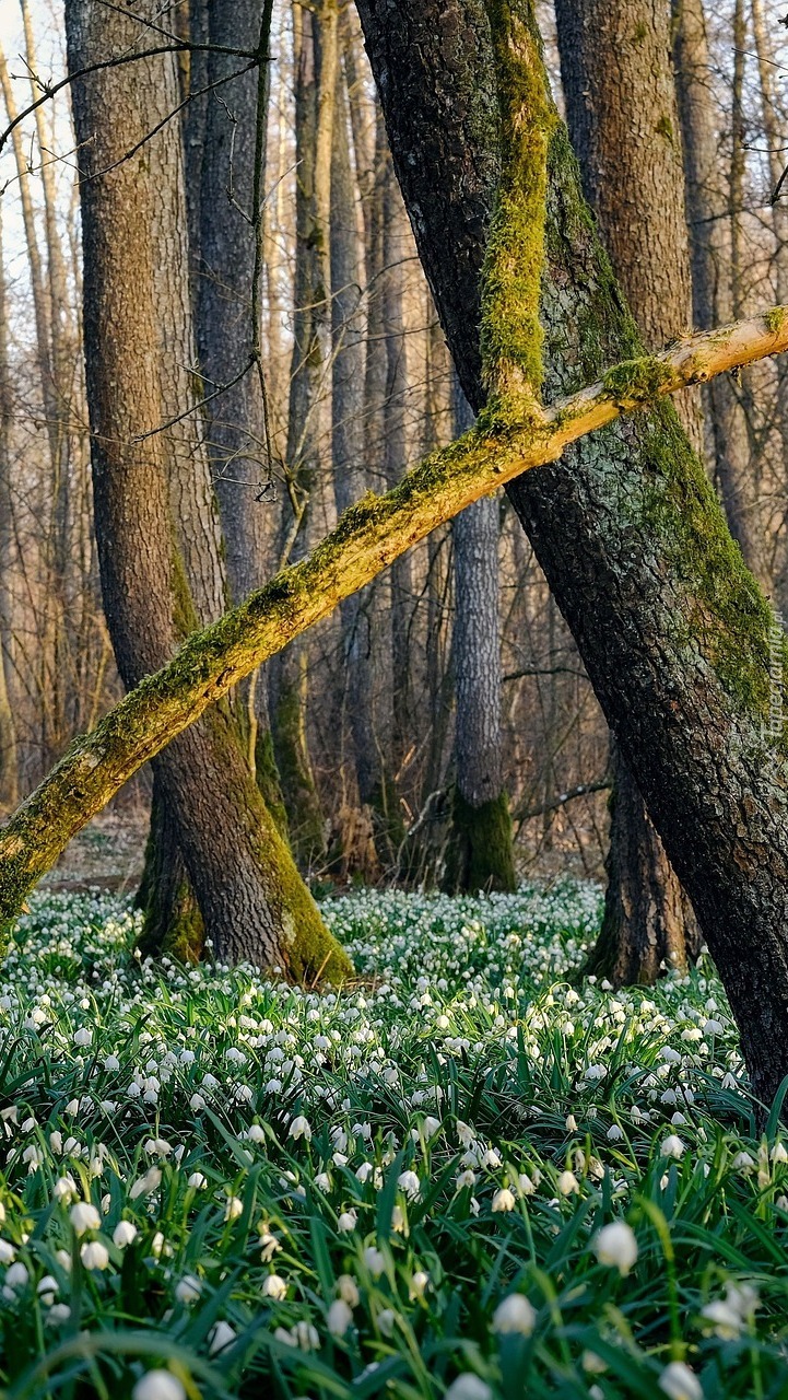 Białe śnieżyce pod drzewami