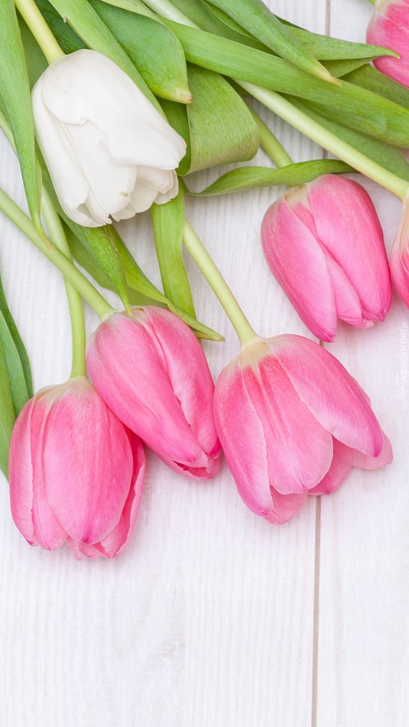 Biały i różowe tulipany