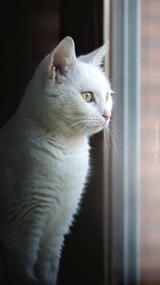 Biały kot w oknie