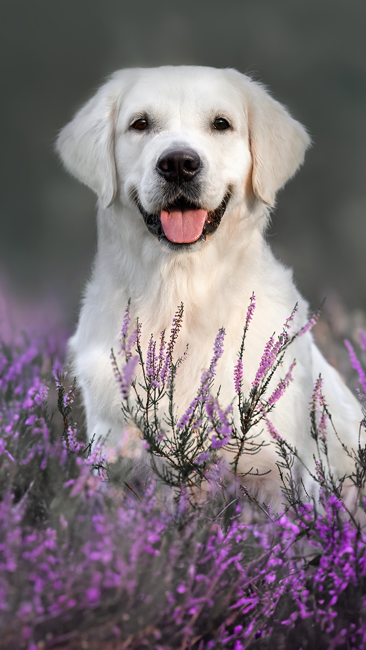 Biały labrador retriever