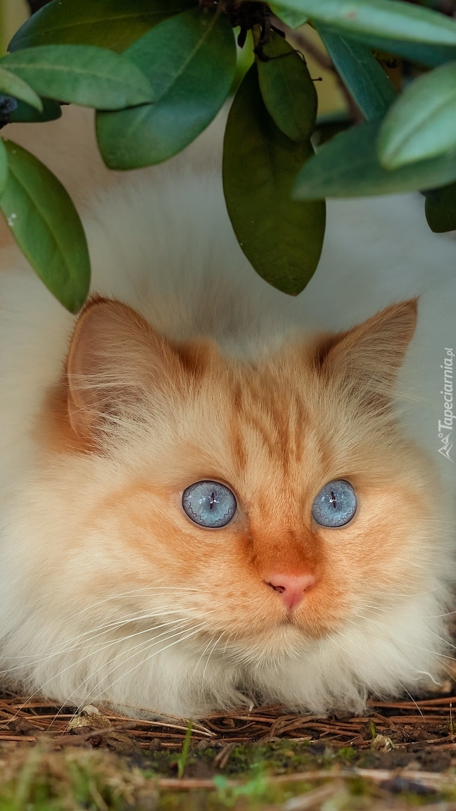 Błękitnooki kot pod liśćmi