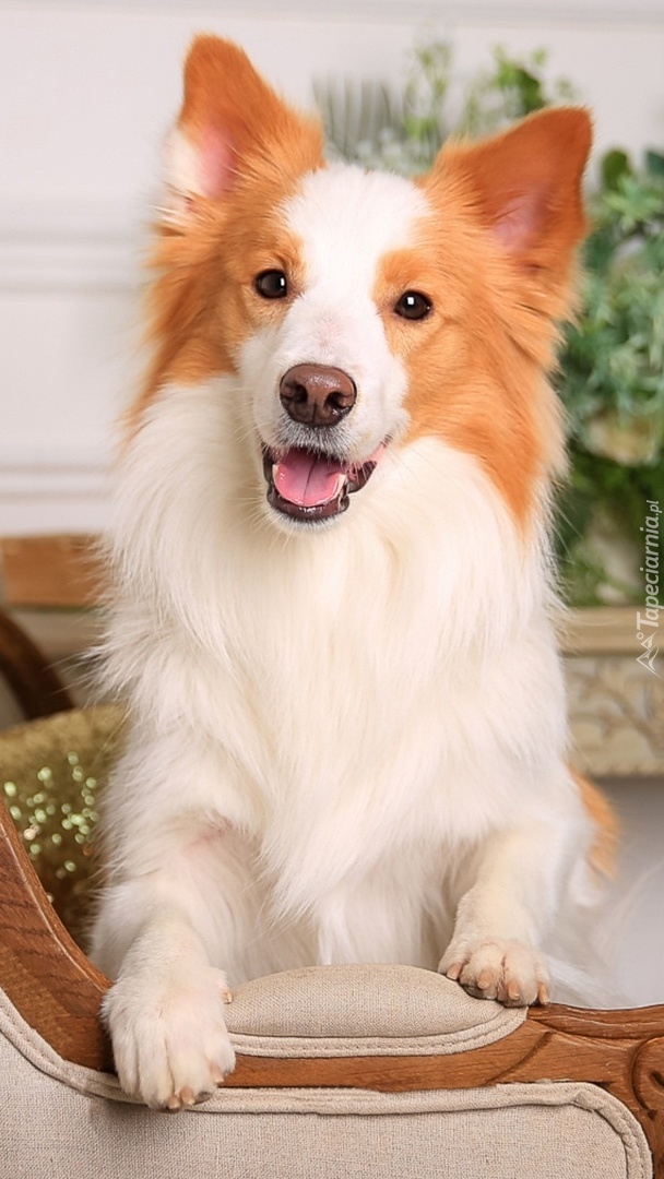 Border collie na fotelu