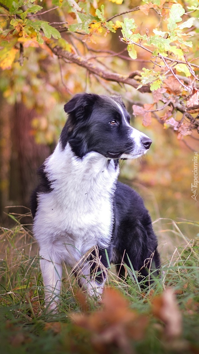 Border collie pod gałęzią