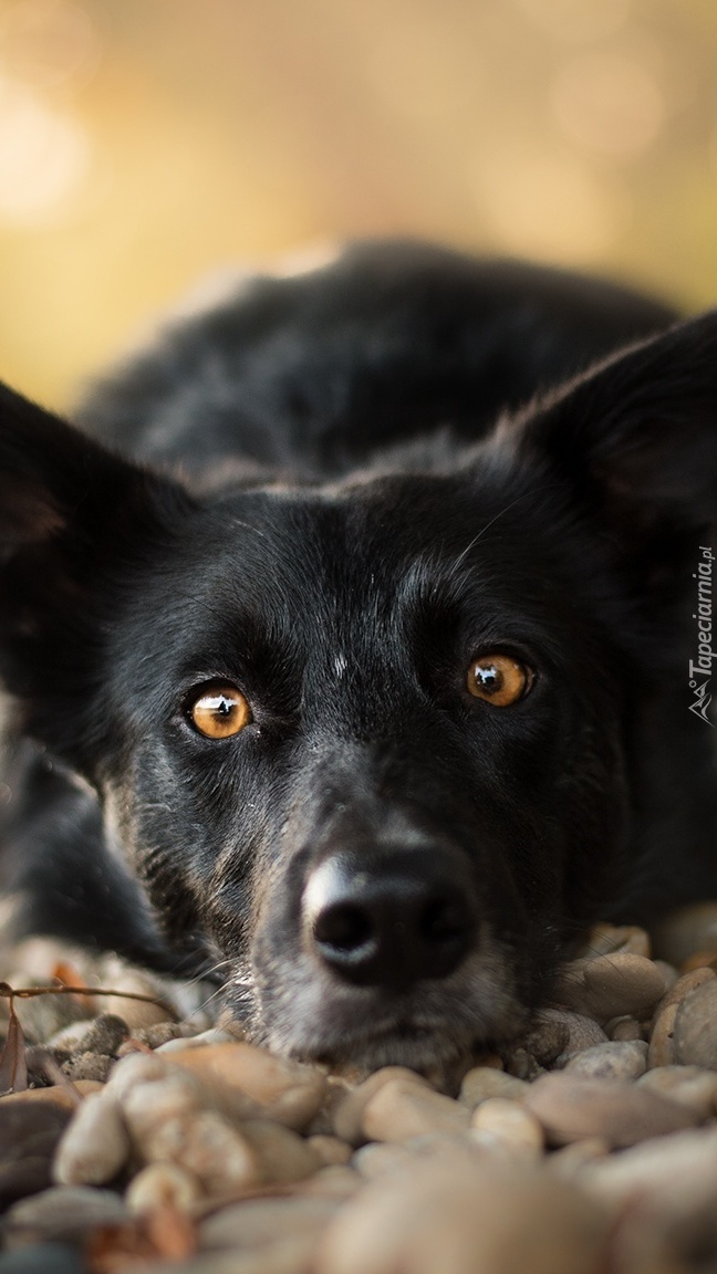 Border collie z mordką na kamieniach