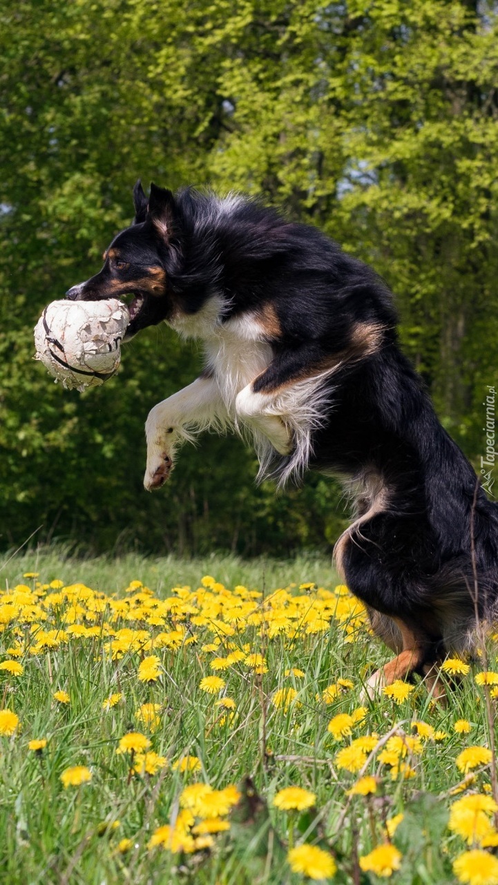 Border collie z piłką