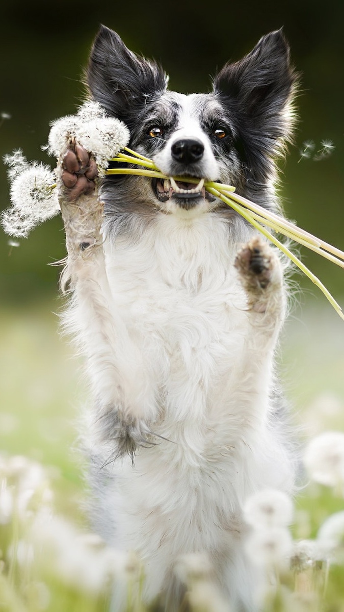 Border collie z uniesionymi łapkami i dmuchawcami w zębach