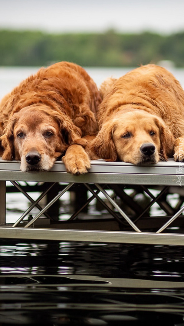 Brązowe golden retrievery na pomoście