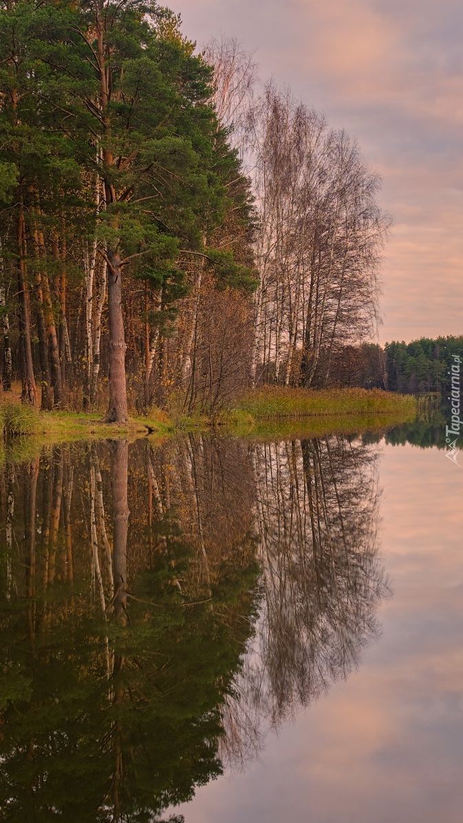 Brzozy nad brzegiem jeziora