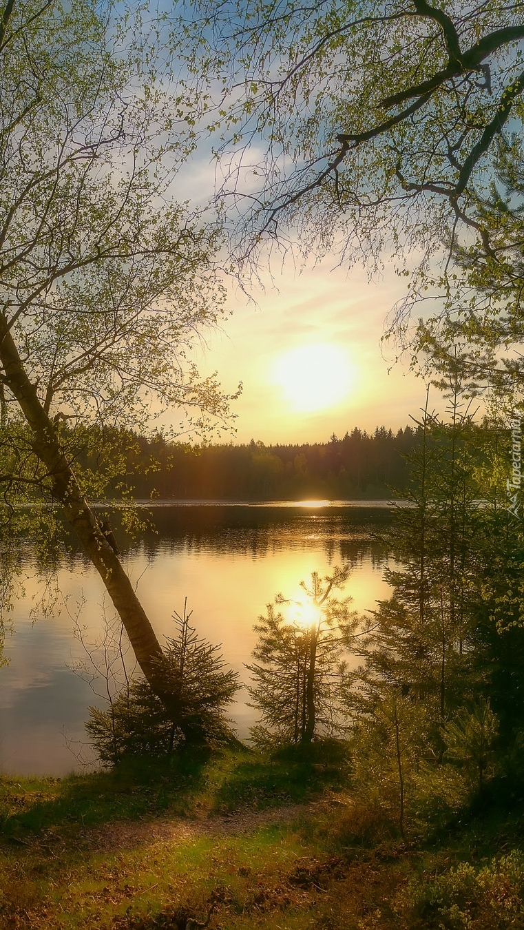 Brzozy nad jeziorem w blasku słońca