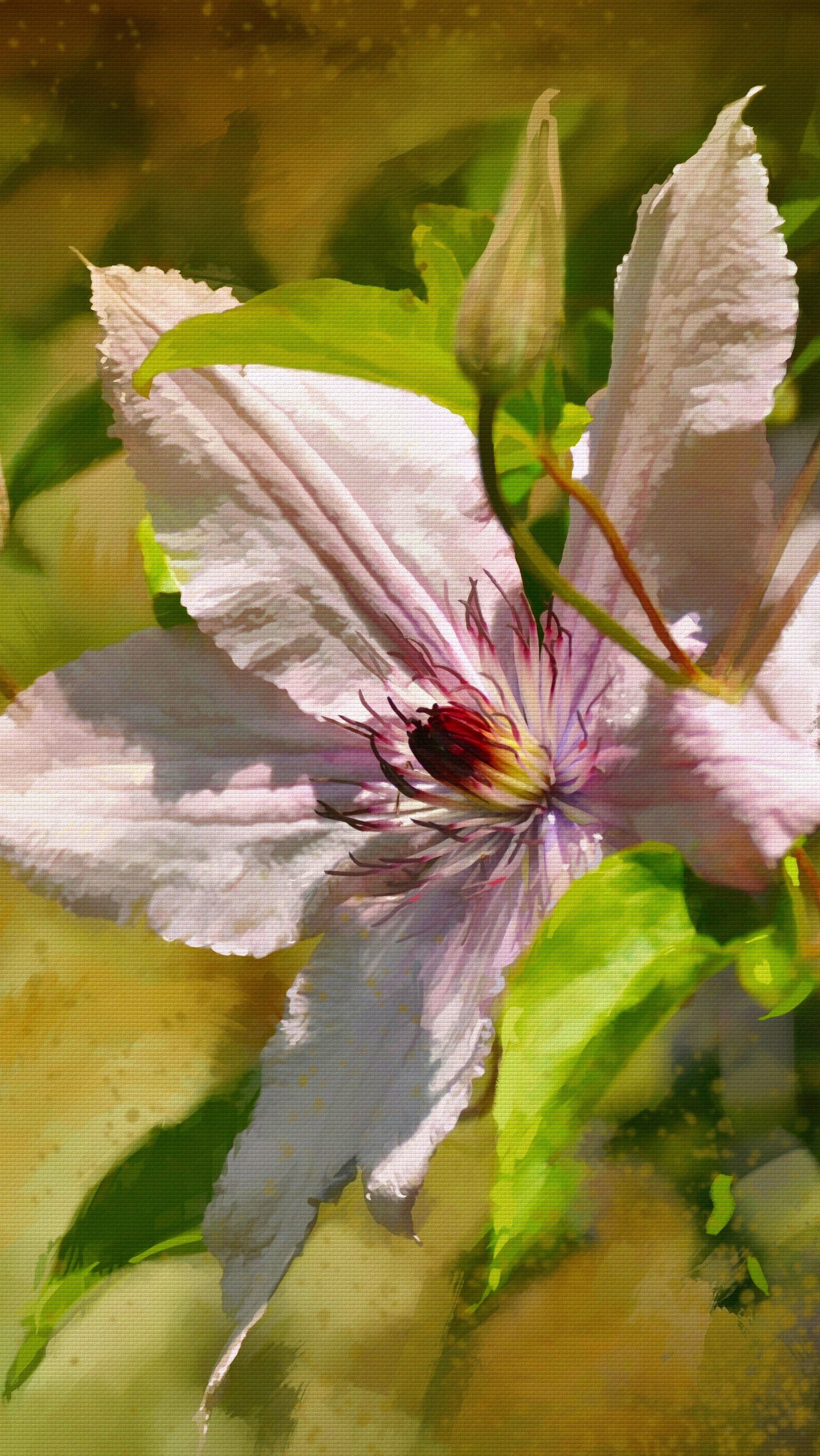 Clematis w pełnym rozkwicie