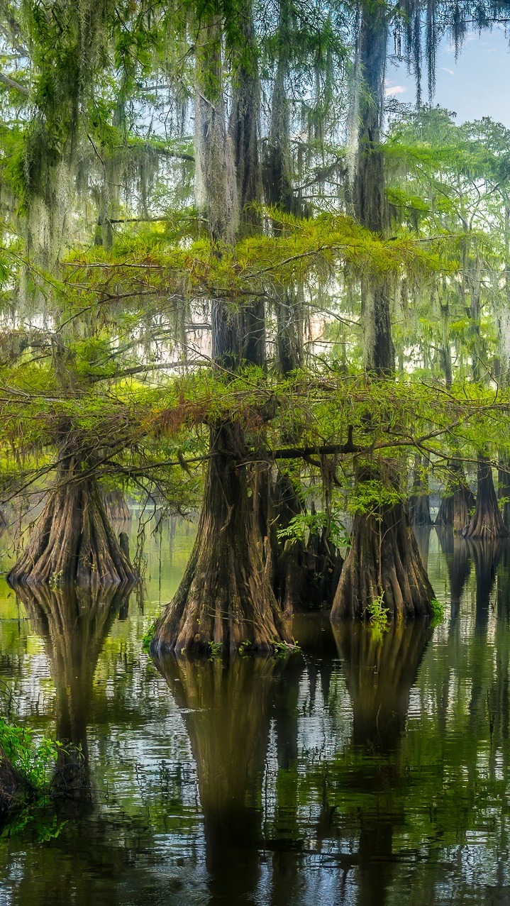 Cyprysy bagienne w jeziorze Caddo Lake