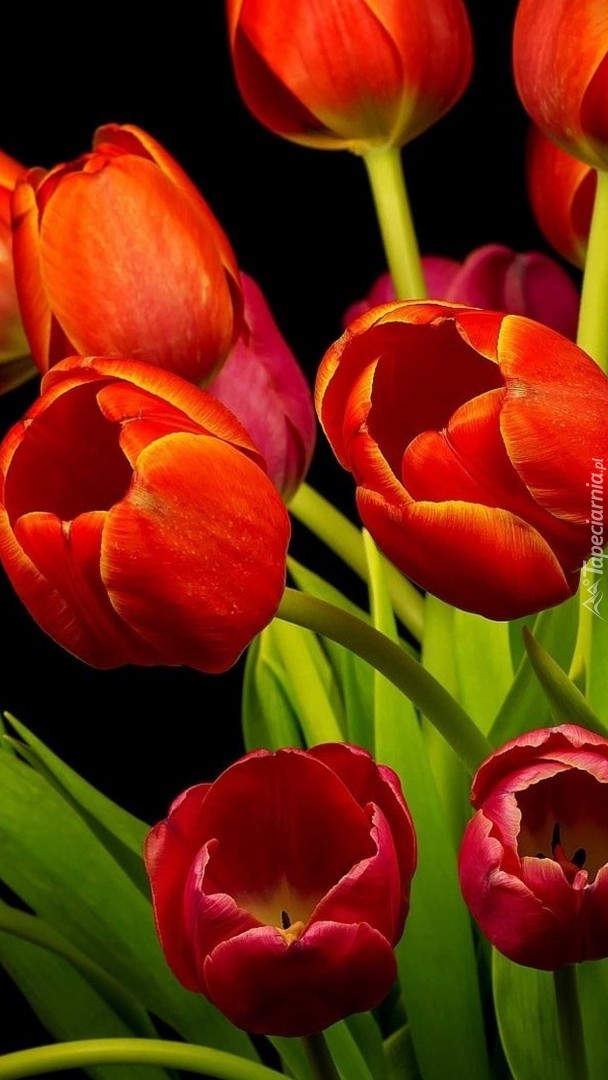 Czerwień tulipanów