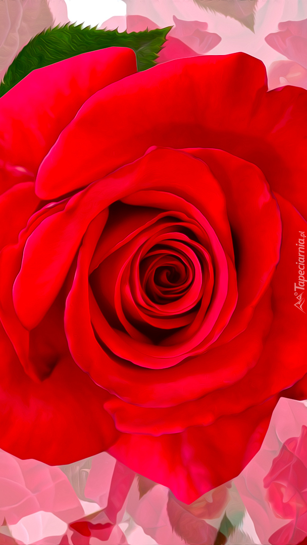 Czerwona rozkwitnięta róża z listkiem