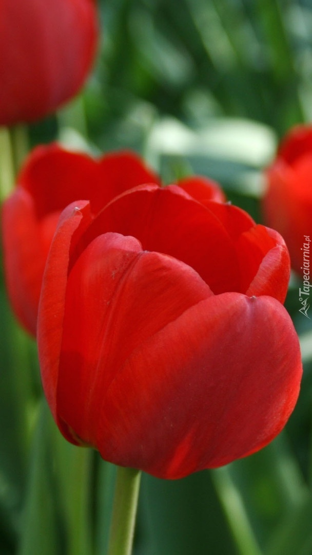 Czerwone tulipany na rozmytym tle