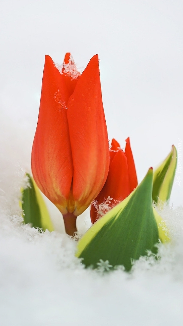 Czerwone tulipany w śniegu