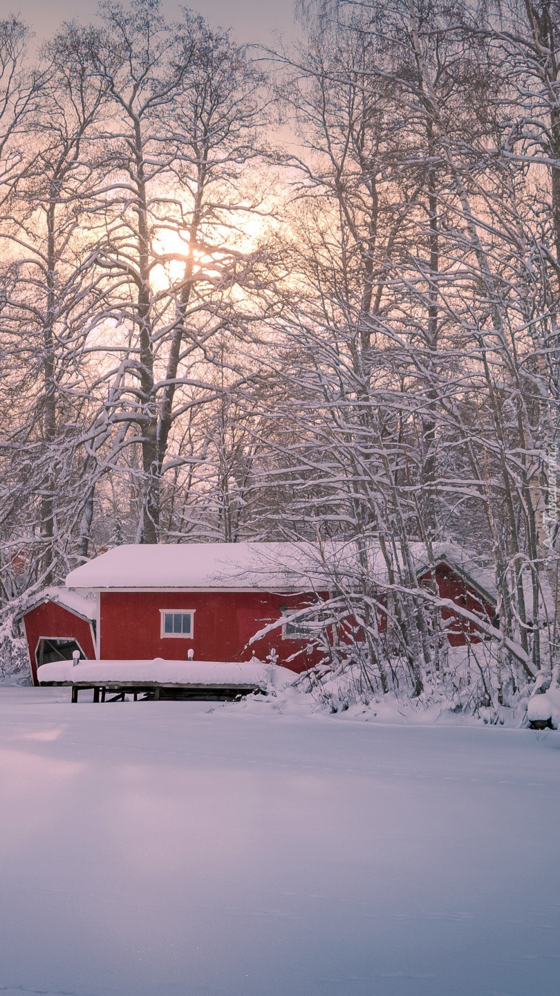 Czerwony domek w zimowym lesie