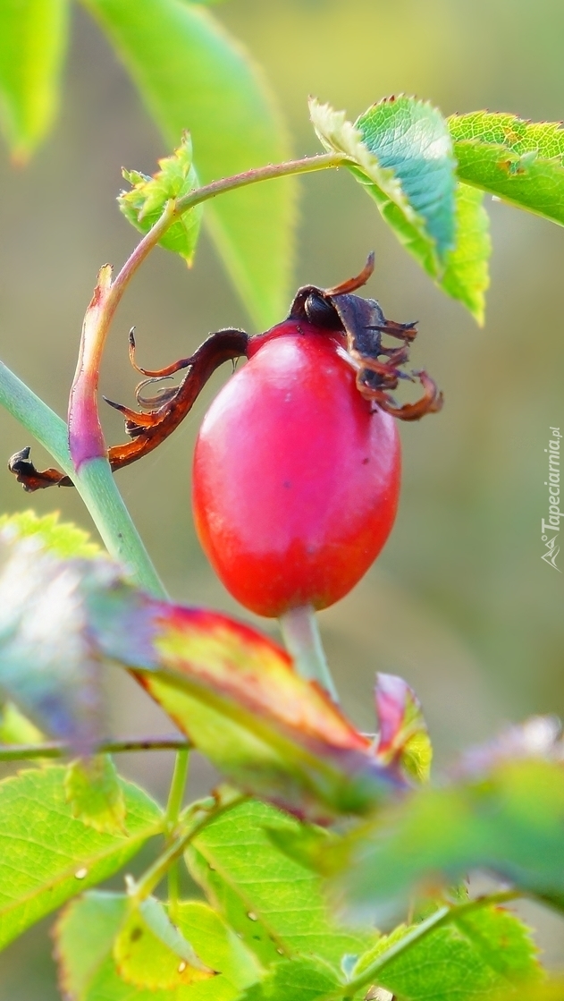 Czerwony owoc dzikiej róży na gałązce