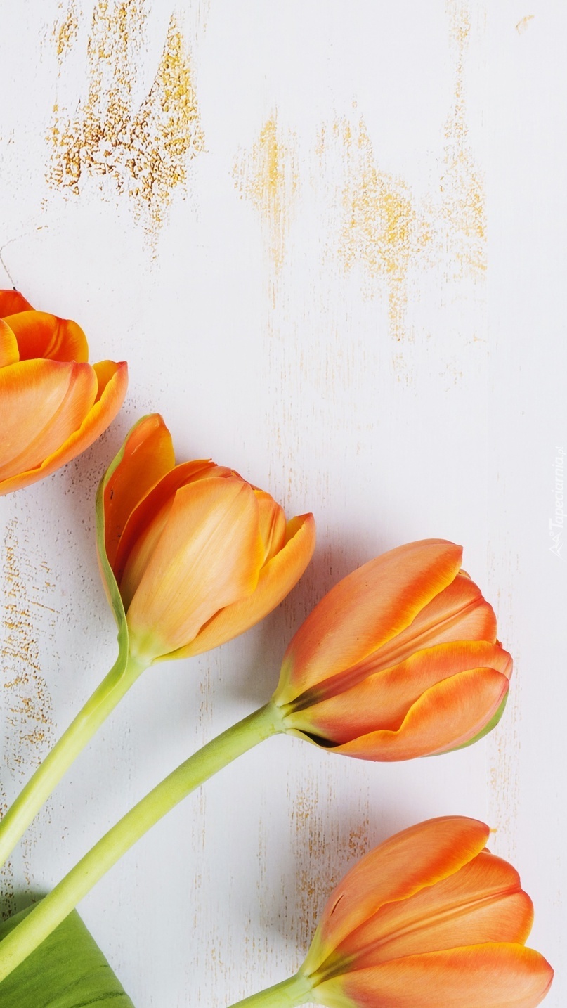 Cztery pomarańczowe tulipany