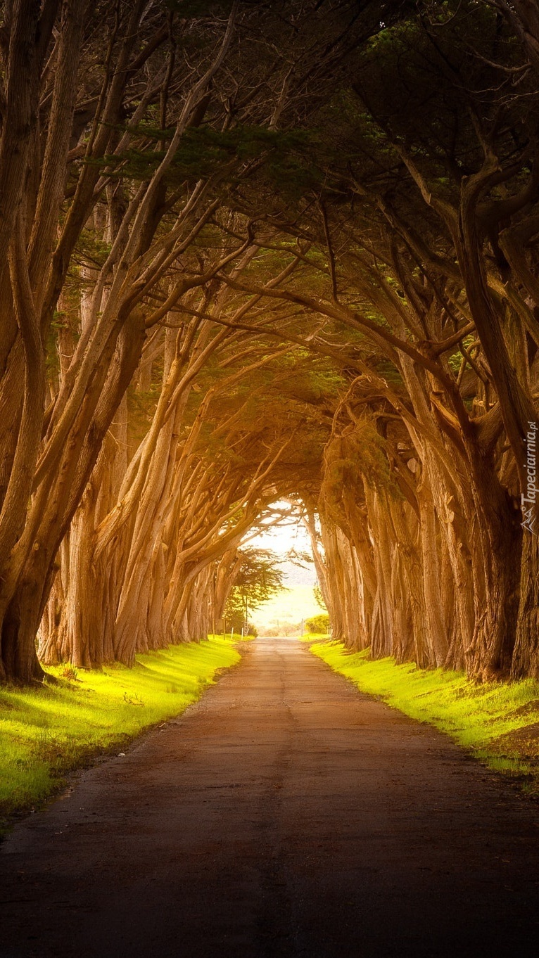 Droga pośród drzew