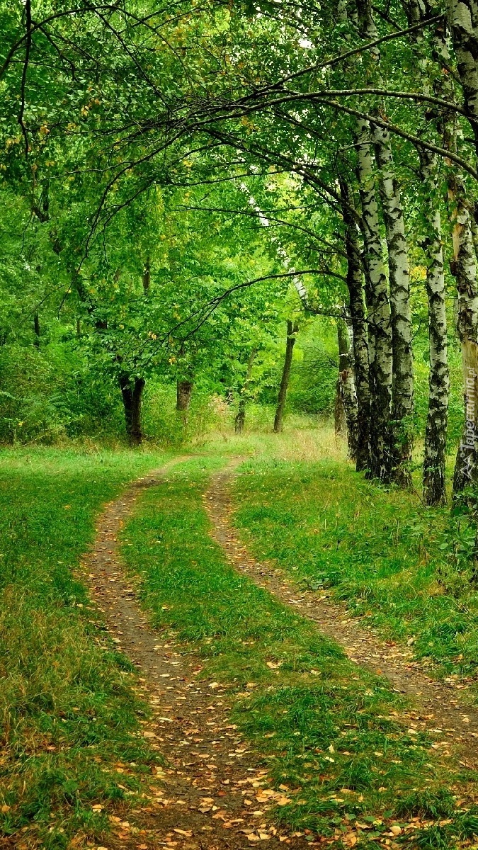 Droga w brzozowym lesie