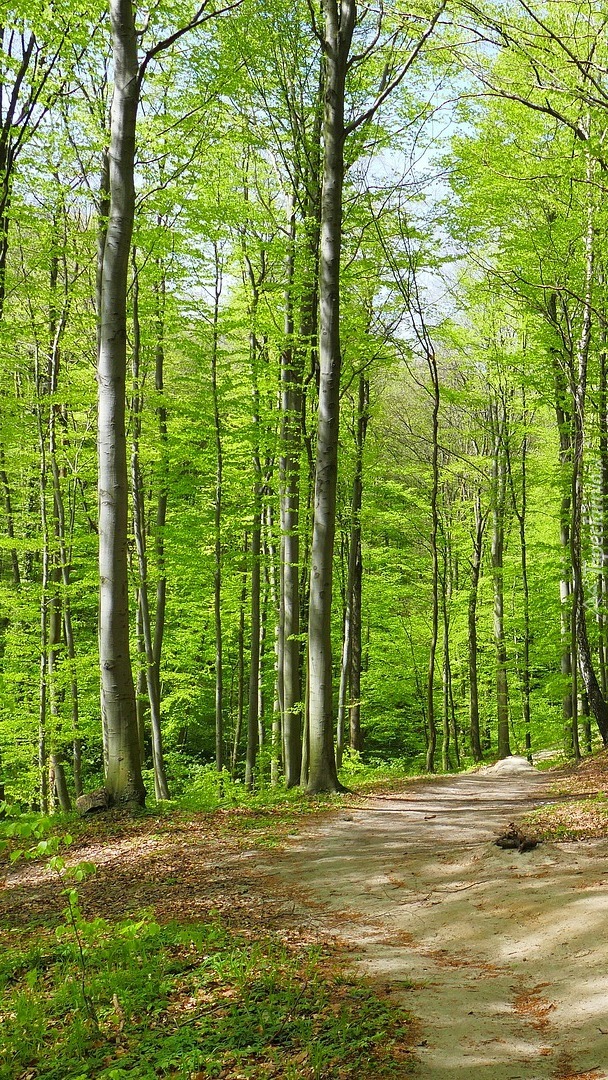 Droga w zielonym lesie