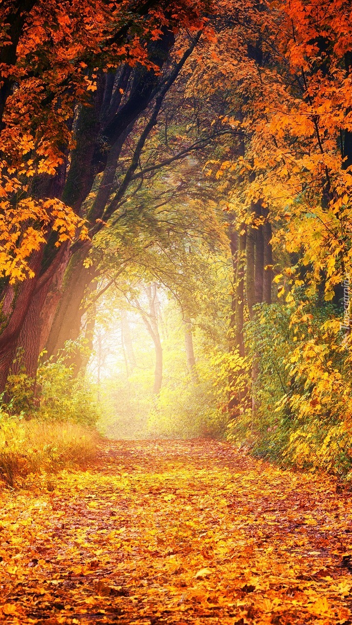 Droga wysłana liśćmi w jesiennym lesie
