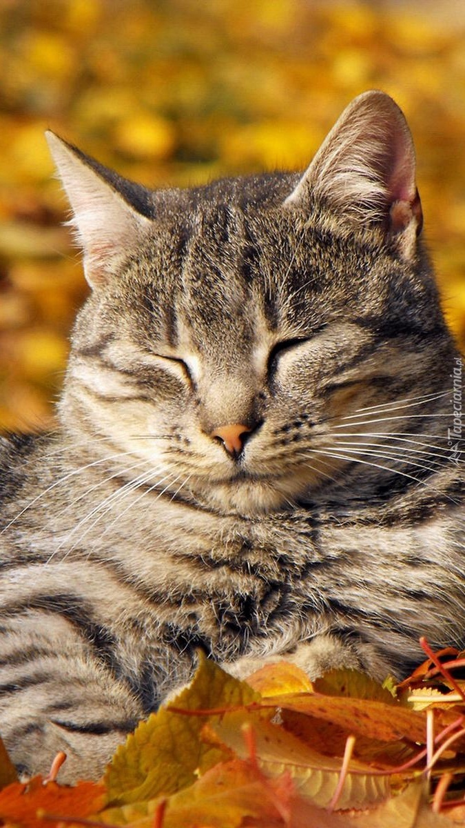 Drzemka kota w jesiennych liściach