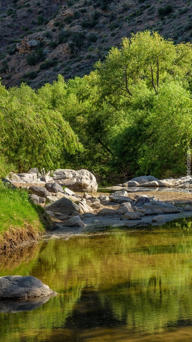 Drzewa i kamienie nad rzeką