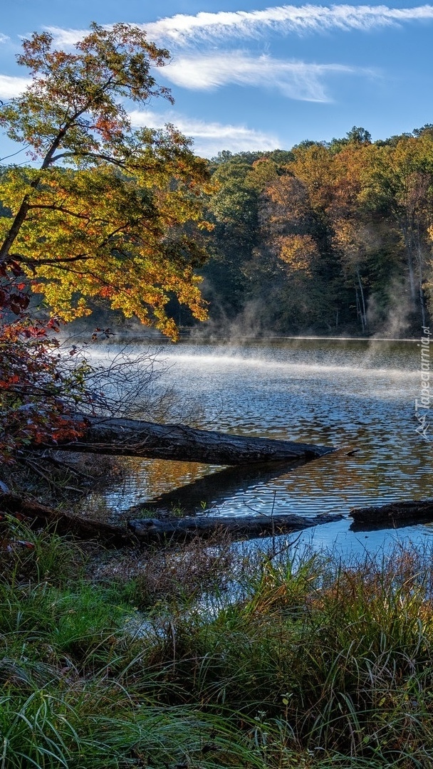 Drzewa nad jeziorem Ogle Lake