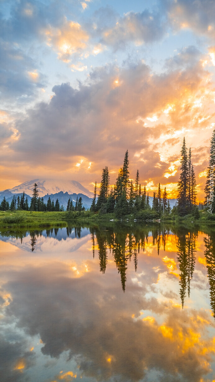 Drzewa nad jeziorem Tipsoo Lake