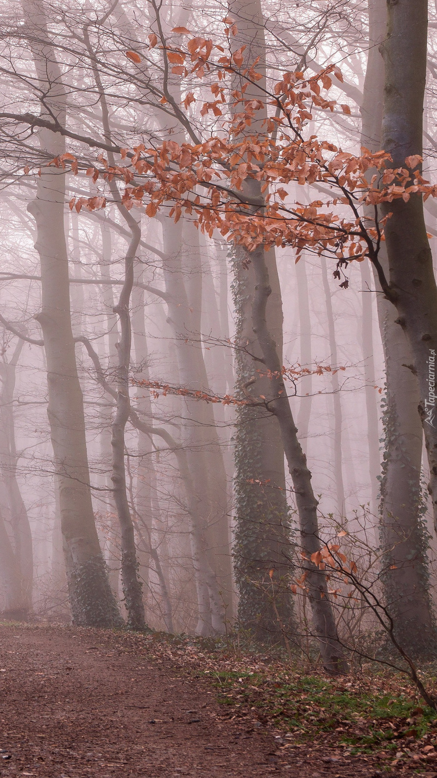 Drzewa przy drodze w porannej mgle
